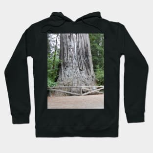 Redwoods California Nature Photography Pacific Northwest Hoodie